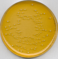 UNIVERSAL BEER AGAR FOR MICROBIOLOGY
